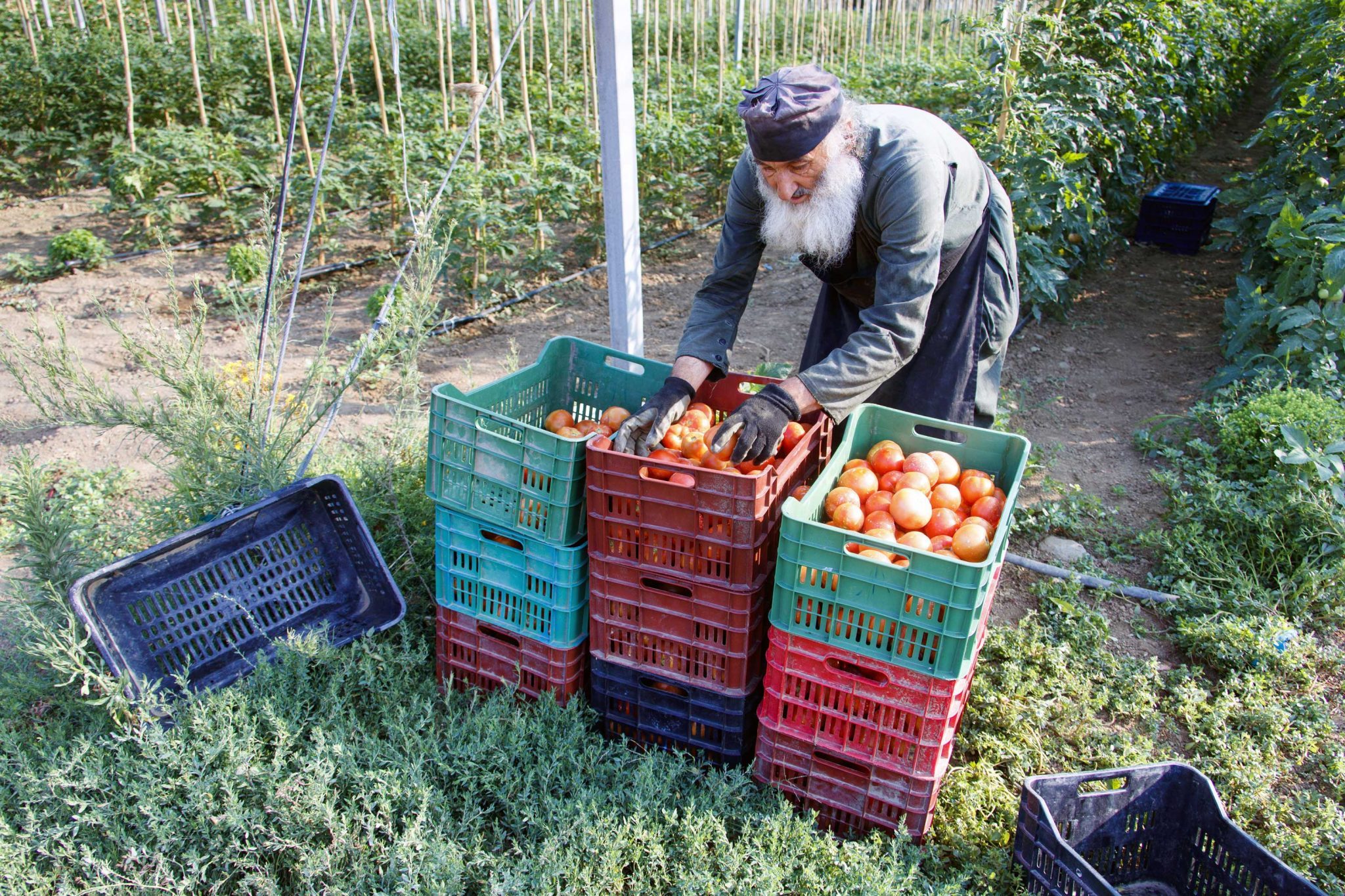 Mount Athos Nutrition