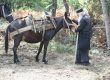 Mount Athos Toil and Determination μουλαρια