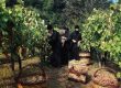 Athos Wine tradition αμπελώνας (1)